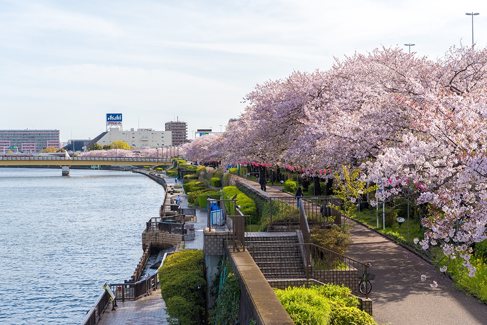 Sumida River (Near Sky Tree)