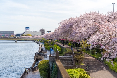 Sumida River (Near Sky Tree)